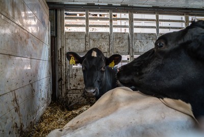 Krávy v transportu na odpočívadle v Turecku - Nevinné oběti